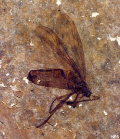 a photo of a fossil fly imprinted in a tan rock with white flecks