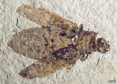 a photo of a fossil beetle with its wing covers spread open imprinted in a pale beige rock