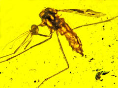 a photo of a mosquito trapped in yellow amber